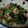 きく星's cooksnap of when they made 小松菜と油揚げの炒め煮.