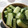 ニコニコ笑顔's cooksnap of when they made 簡単！お箸がとまらないきゅうりの浅漬け.