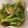 クックHDP0M2☆'s cooksnap of when they made 白だしで簡単♪菜の花のおひたし.