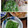 ひっこ's cooksnap of when they made おつまみにも◎水ぶきの簡単浅漬け.