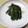 さきどん。's cooksnap of when they made うちのしそ巻き.