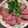 クックLZO3V1☆'s cooksnap of when they made 塩こうじで柔らかフライパンローストビーフ.