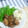 巳ツナ's cooksnap of when they made 簡単！◆鶏の照り焼き◆.