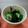 光月ママ's cooksnap of when they made サッパリ☆キュウリとワカメの酢の物.