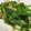 idumi4510's cooksnap of when they made お弁当にも！簡単のらぼう菜のツナ炒め.