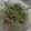 リンラン's cooksnap of when they made 大葉ともやしのごま油和え.