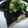 トミイ's cooksnap of when they made ナスの素揚げ、油少なめで。.