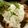mzhroom's cooksnap of when they made 鶏肉の甘辛オニオンマヨ.