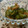 hiyoko405's cooksnap of when they made きゅうりと鶏ささみの中華風.