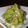 hanagoro's cooksnap of when they made しょうがとごま油をきかせた白菜のおひたし.