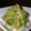 hanagoro's cooksnap of when they made しょうがとごま油をきかせた白菜のおひたし.