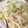 どてらい女's cooksnap of when they made フレッシュトマトの豆乳パスタ.