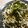 maruru-nn's cooksnap of when they made ダイエットに！昆布納豆と大根おろし蕎麦.