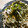 maruru-nn's cooksnap of when they made ダイエットに！昆布納豆と大根おろし蕎麦.