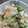 ゆうちんh's cooksnap of when they made きゅうりと鳥のウマ和え.