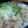 でゅみゅあん's cooksnap of when they made 豚肉ともやしの簡単蒸し.