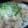 でゅみゅあん's cooksnap of when they made 豚肉ともやしの簡単蒸し.