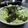 ぽっぽぺぺ's cooksnap of when they made クレイジーソルト×韓国海苔のレタスサラダ.