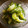 momo1978's cooksnap of when they made 塩揉みきゅうりと香味野菜のすだち和え.