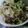 yukko78's cooksnap of when they made 超ウマ！ガーリックライス♪.