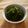 まくのうち's cooksnap of when they made お弁当に！簡単ピーマン塩昆布あえ＊.