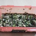 ゆこぽん30's cooksnap of when they made 美人になれる？ビタミンたっぷり山形だし風.