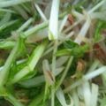 ゆっこっちょ's cooksnap of when they made 水菜・モヤシのおかかポン酢.