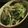 おぐゆ's cooksnap of when they made 小松菜とエノキのシャッキリにんにく塩炒め.