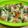 vicia-faba's cooksnap of when they made レンジｄｅ豚と蓮根のイタリアン胡麻チーズ.