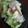 ＊mapless＊'s cooksnap of when they made 新生姜とみょうがのさっぱり豚しゃぶサラダ.