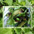ＭＡＹＯＭＡＹＯ　's cooksnap of when they made 胡瓜の梅わさび・塩昆布漬け.