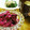 ひより♪'s cooksnap of when they made 作り置き☆長期保存可✿赤キャベツのお漬物.