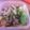sala0816's cooksnap of when they made 美味すぎ☆ガパオご飯☆.