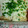 サッちん's cooksnap of when they made 厚揚げの胡麻マヨチーズ焼き(人´∀｀)．.