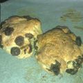 chanKAME's cooksnap of when they made HBでღレーズン入りプチフランス.