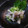 kookuro's cooksnap of when they made 〆サバでおろしきゅうり和え.