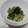 ちずぴよ's cooksnap of when they made えのきときゅうりの海苔ぽん和え.