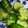 shimi49's cooksnap of when they made あっさり☆きゅうりのわさび漬け.