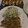 マレス's cooksnap of when they made 【定番】 俺の 豚しょうが焼き.