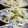 kikikko's cooksnap of when they made 水菜と大根のゴマ風味.