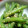 hahishi's cooksnap of when they made いんげんの胡麻和えにTRY.