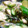 runinchef's cooksnap of when they made さっぱり♪　夏野菜の塩水漬け♪.