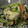 大魔女's cooksnap of when they made ちょい一品♪きゅうりとカニかまの辛子マヨ.
