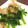 カジオヤジ's cooksnap of when they made ほうれん草のごま和え～♪.