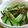 うめとろ's cooksnap of when they made *スナップえんどうの塩昆布和え*.