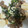 ゆうやすぴぃ's cooksnap of when they made 豚肉と長芋のしそ風味しょうが焼き。.