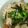 きょう0286's cooksnap of when they made 鶏とゴボウの炊き込みご飯.