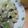 やくがくこうし's cooksnap of when they made 海老アボガドサラダ♪.