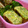 にゃぁくん's cooksnap of when they made 焦がしネギの卵焼き.