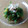 ﾊﾙﾋﾟｮﾝﾇ's cooksnap of when they made 夏野菜のオクラとゴーヤの和え物.